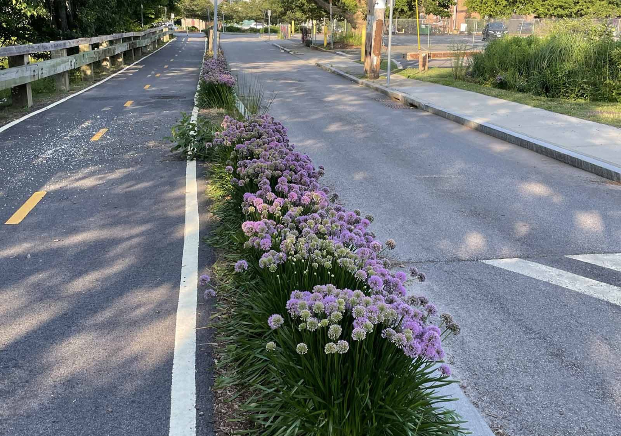 Rhode Island DOT leveraged nature-based solutions in their right-of-way. These native flowers are low maintenance and help with drainage during storms when installed at a large scale